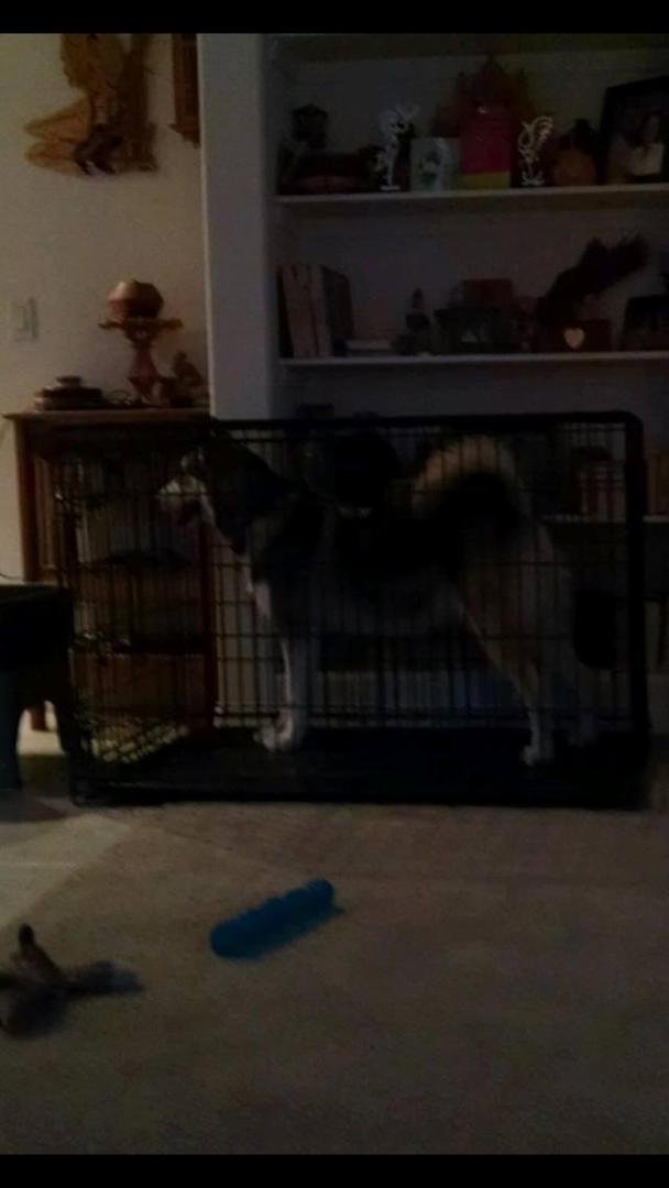 Here is our baby at almost eight months
and large crate size. 25 inches tall at the shoulders and 65 lbs and probably half her size. Oh boy!!!
