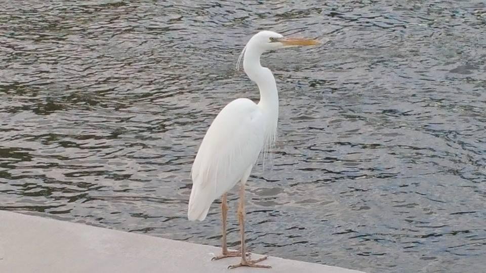 My fishing buddy