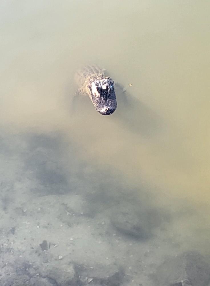 We were on a neighbors deck having drinks and burgers last night and we had a visitor looking for a handout.