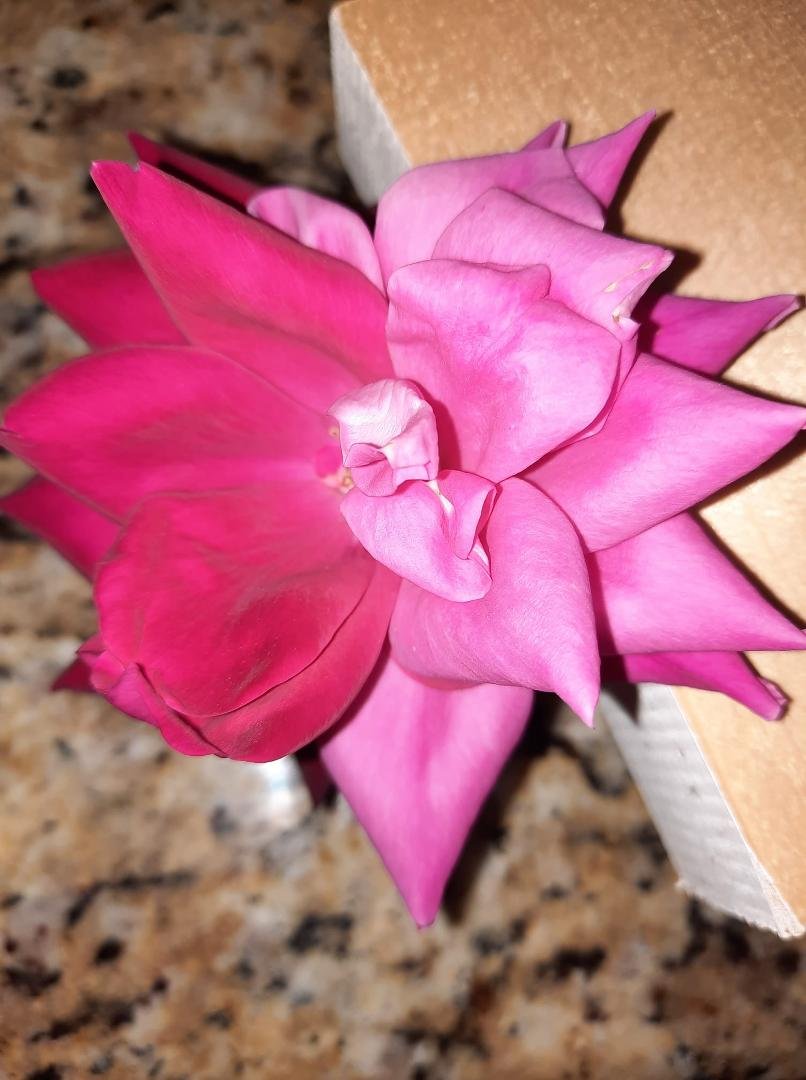 Two color rose from one of our bushes.