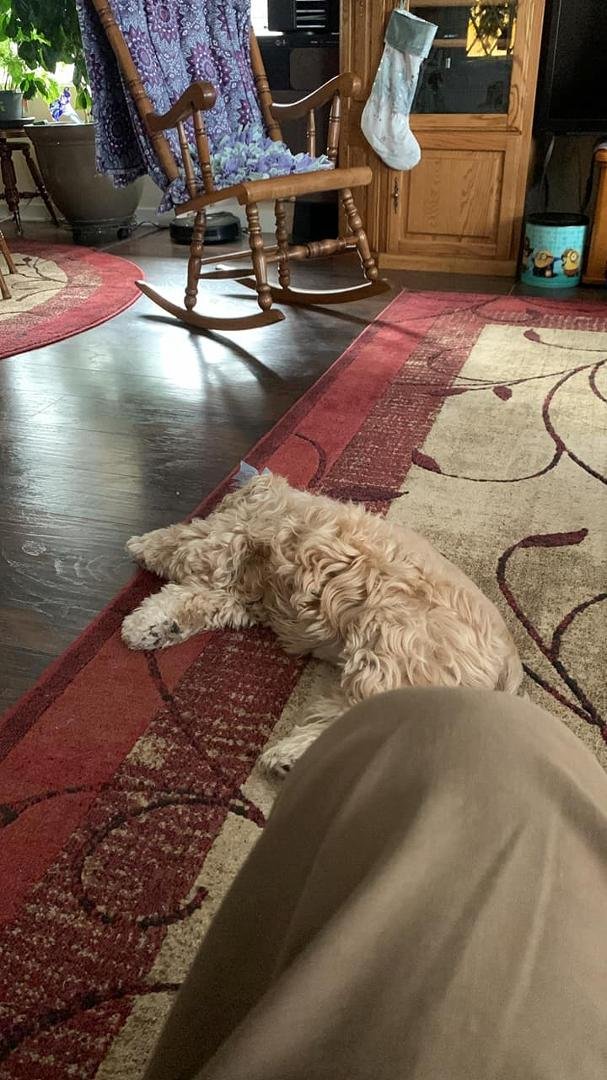 Relaxing on the couch with some tummy problems. Tummy’s been rumbly and it seemed to have changed noises. On further investigation, the truth is, my dog who is sleeping near my feet, is snoring loudly. My tummy is still mak