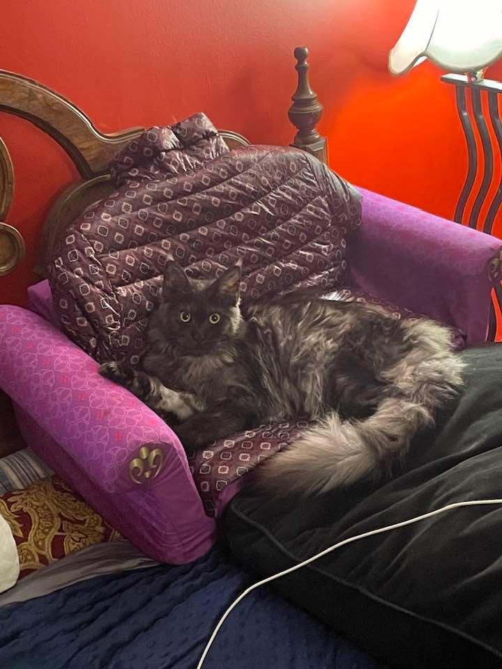 Isa has decided that the couch is her new favorite spot.
