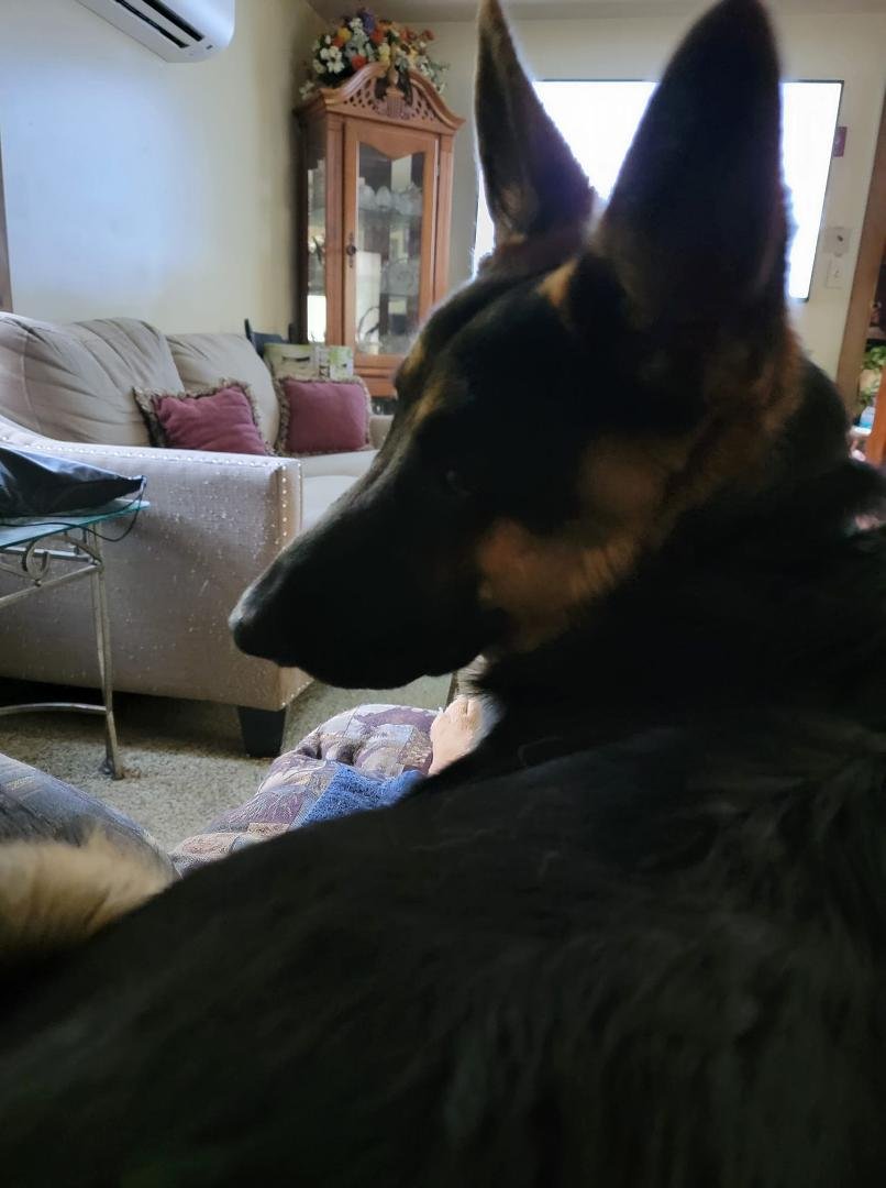 What mom Im just a puppy lol