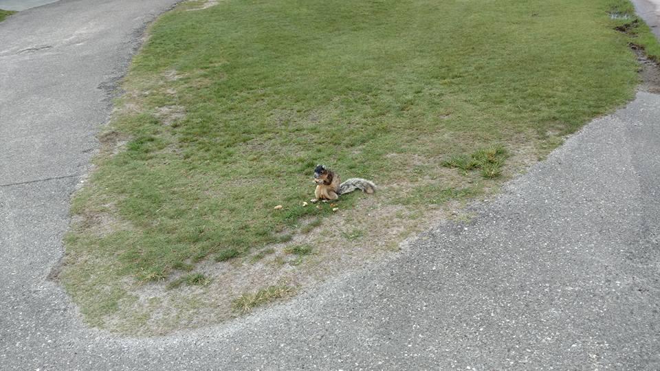 Playing golf came upon a Monkey Squirrel. He liked our peanuts. The face of this Squirrel is that of a Monkey with body of Squirrel.