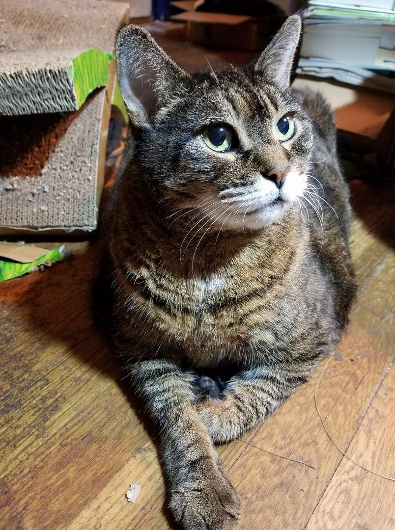 Said goodbye to my 19-year-old cat, Shu, this morning.  She was one of the sweetest cats I have ever known.  Rest in peace, sweet Shu.