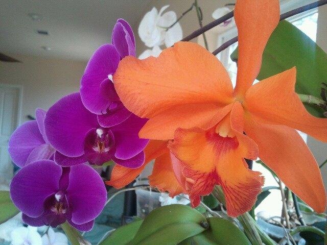 I find Pleasure in Life's Most Simplest of Things... growing these Beautiful Orchids... Enjoy them