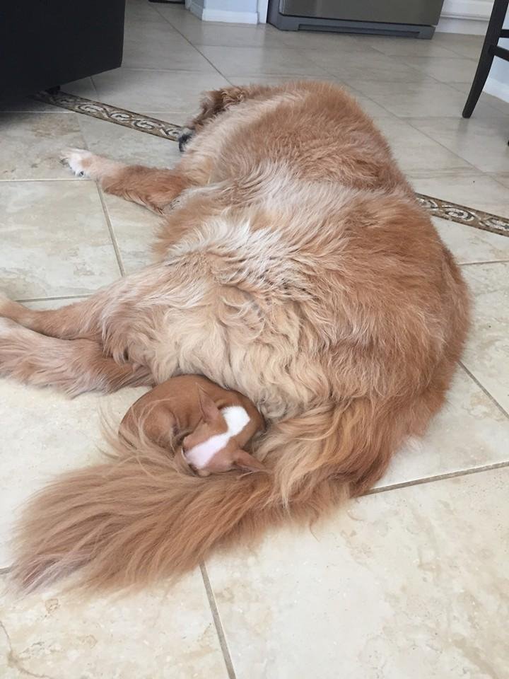My sisters new puppy "Twinkie" 😂