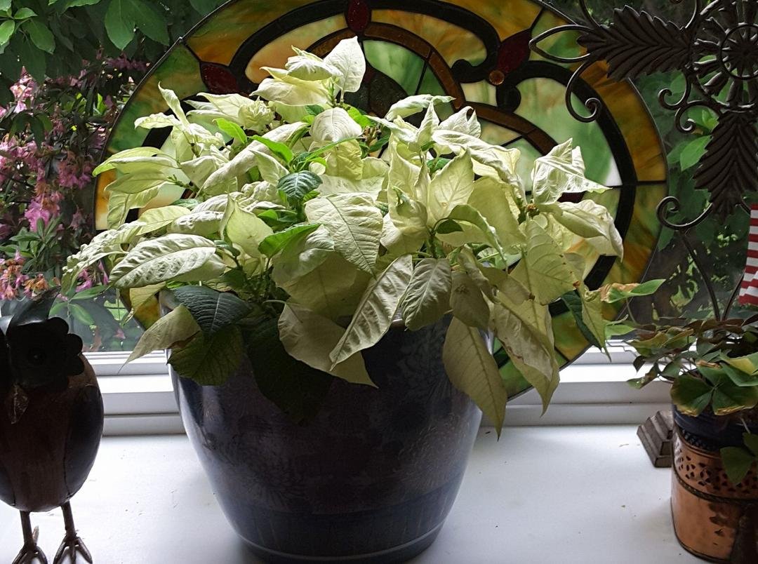 My poinsettia just won't quit!