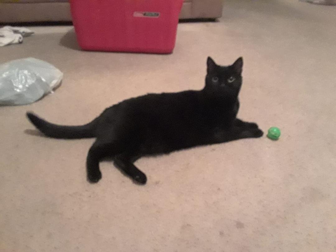Here is my new furbaby. She came with the name Sammie.