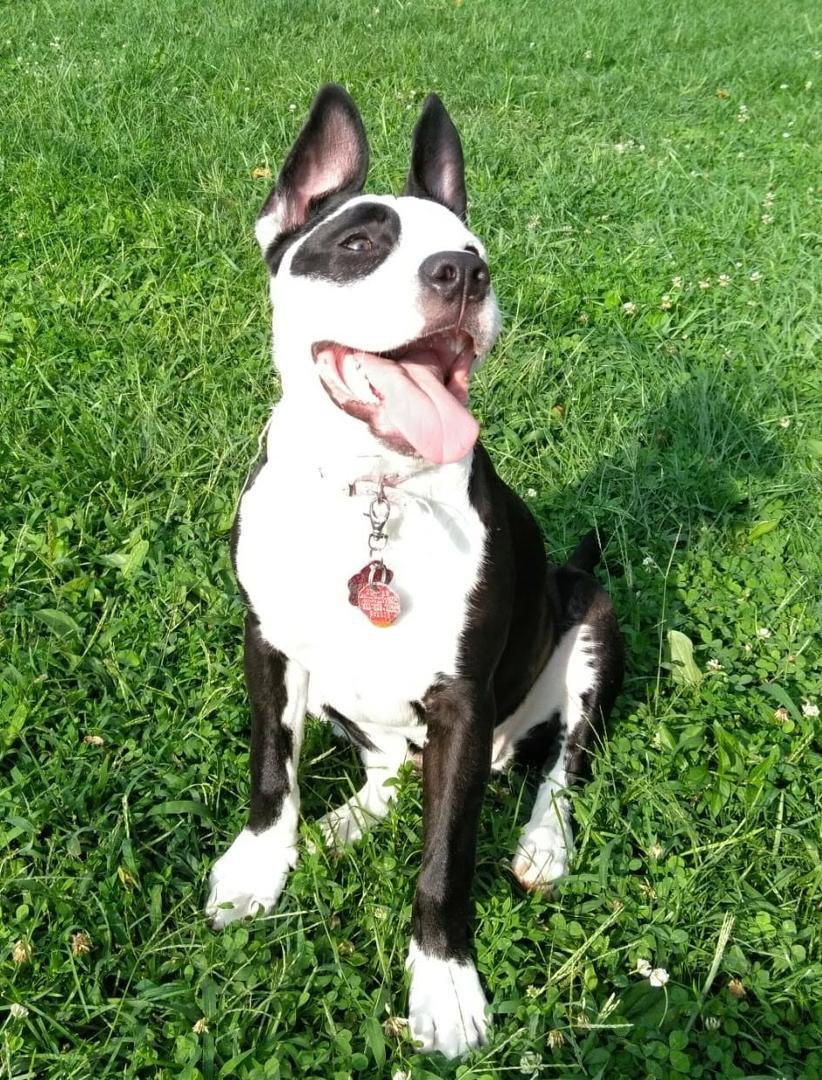 My ebony