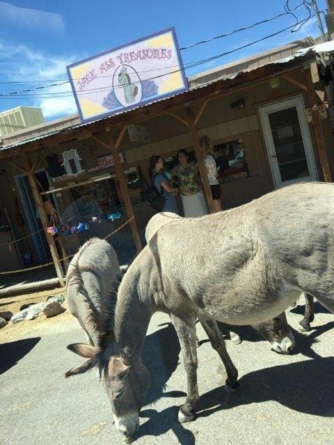 I was at a town called Oatman in AZ. It is along Route 66. These wild burros were all over the main commercial street. There must have been 30 of them just snooping around begging for handouts.