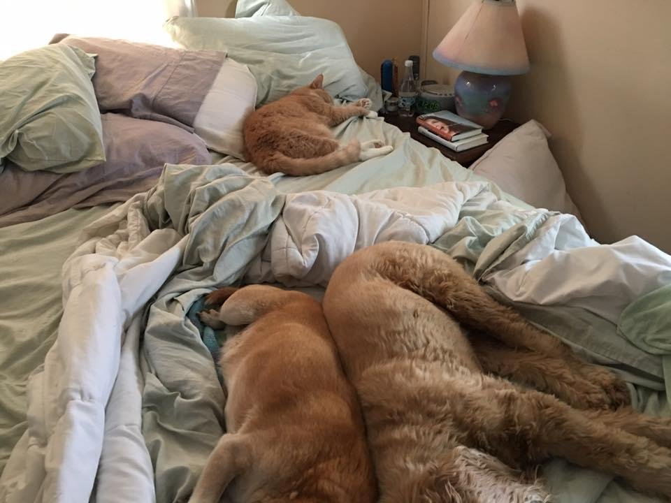 All happy at home