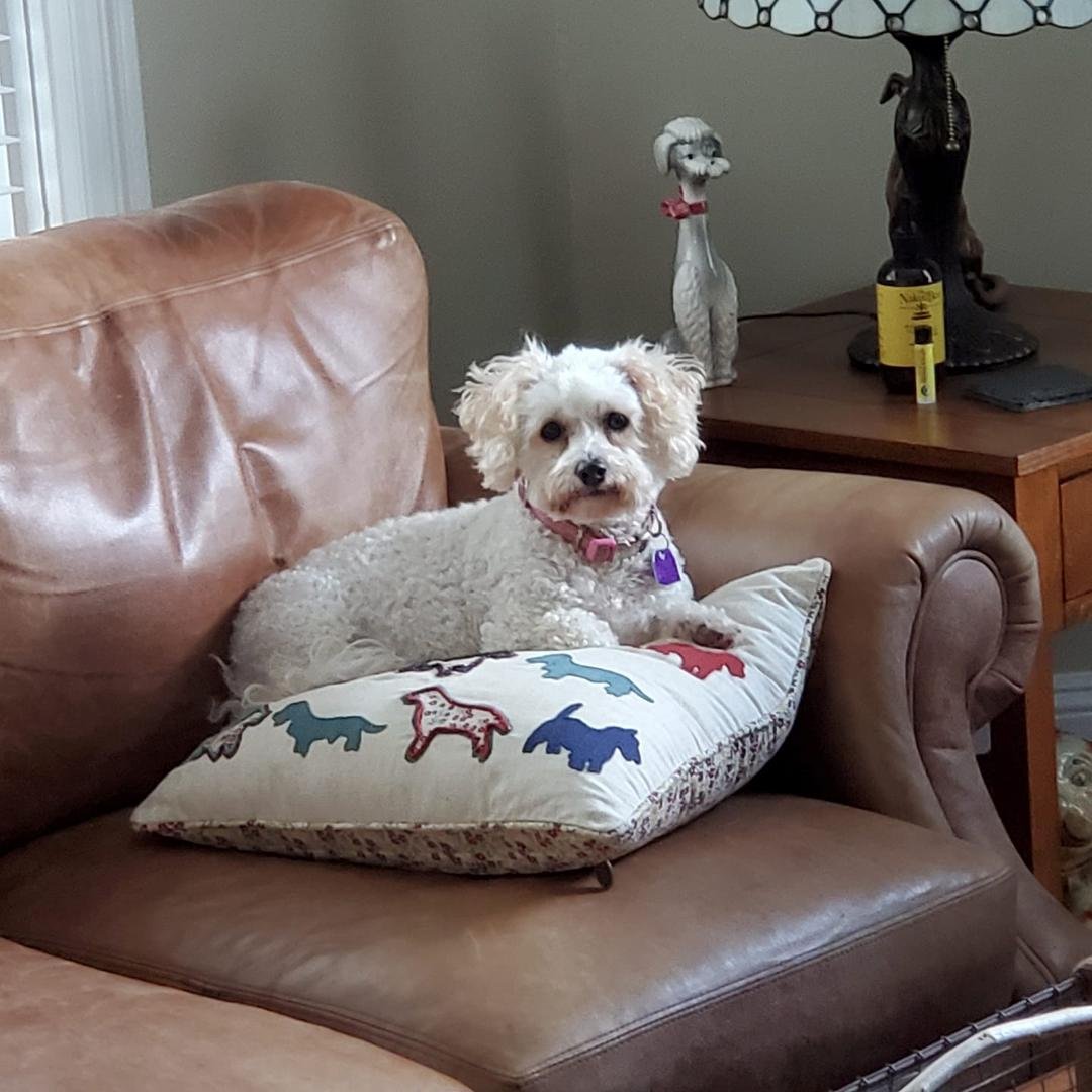 Lulu is relaxing!