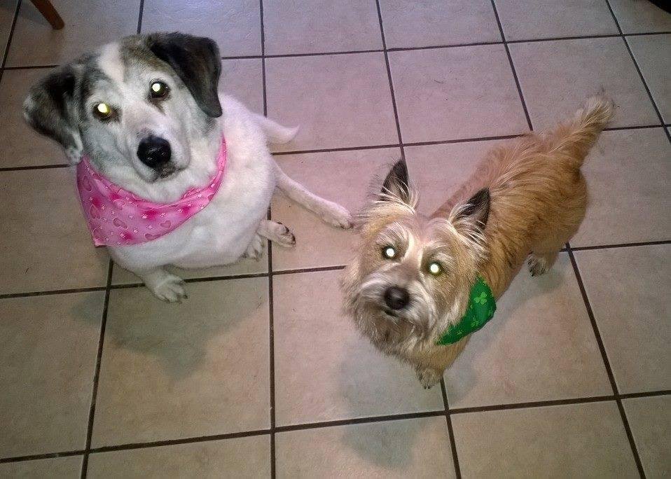 Goodbye to Norah. Our sweet puppy. You were such a good dog and we loved you. RIP .... love ... papa