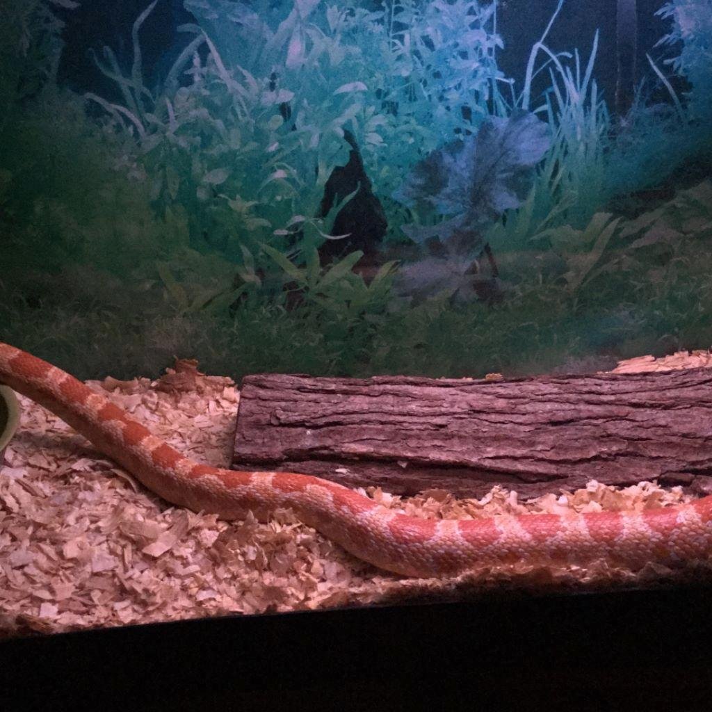 He’s out for a stroll