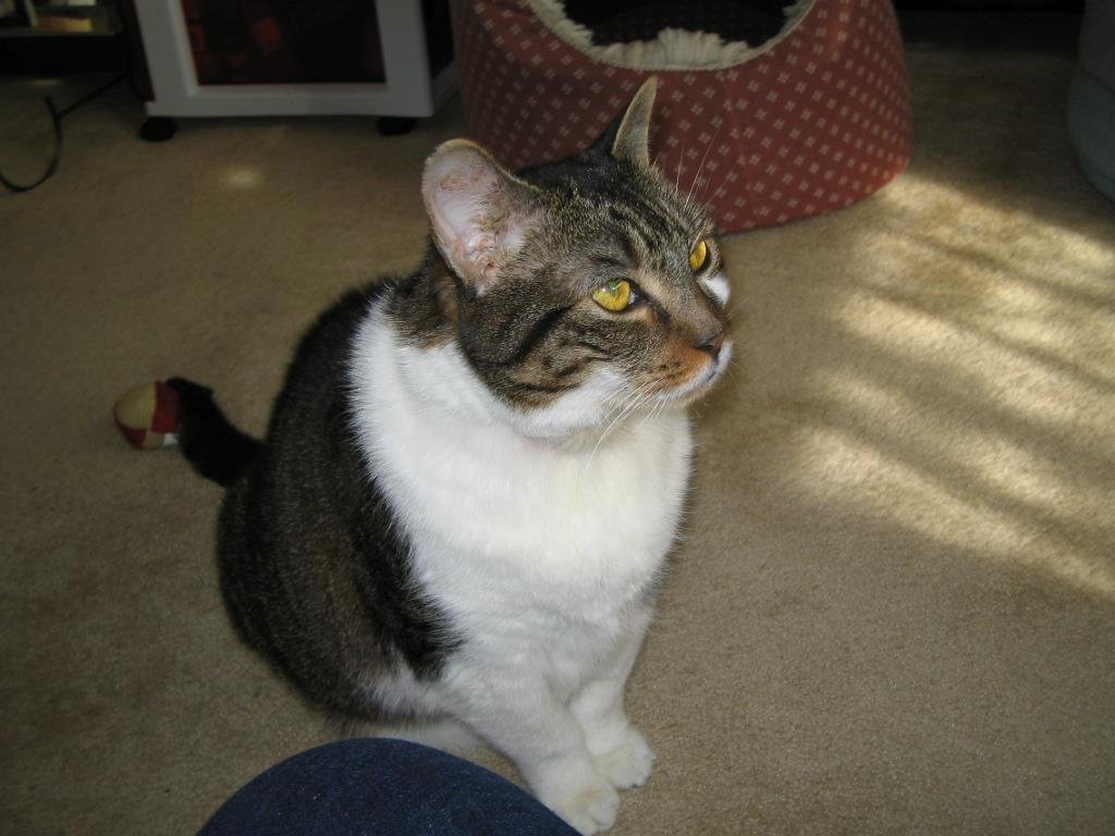 Our "new" kitty companion - Allie! She has settled in very nicely and is a very sweet cat. We are pleased to have her around. The other cats...well you know how it goes!