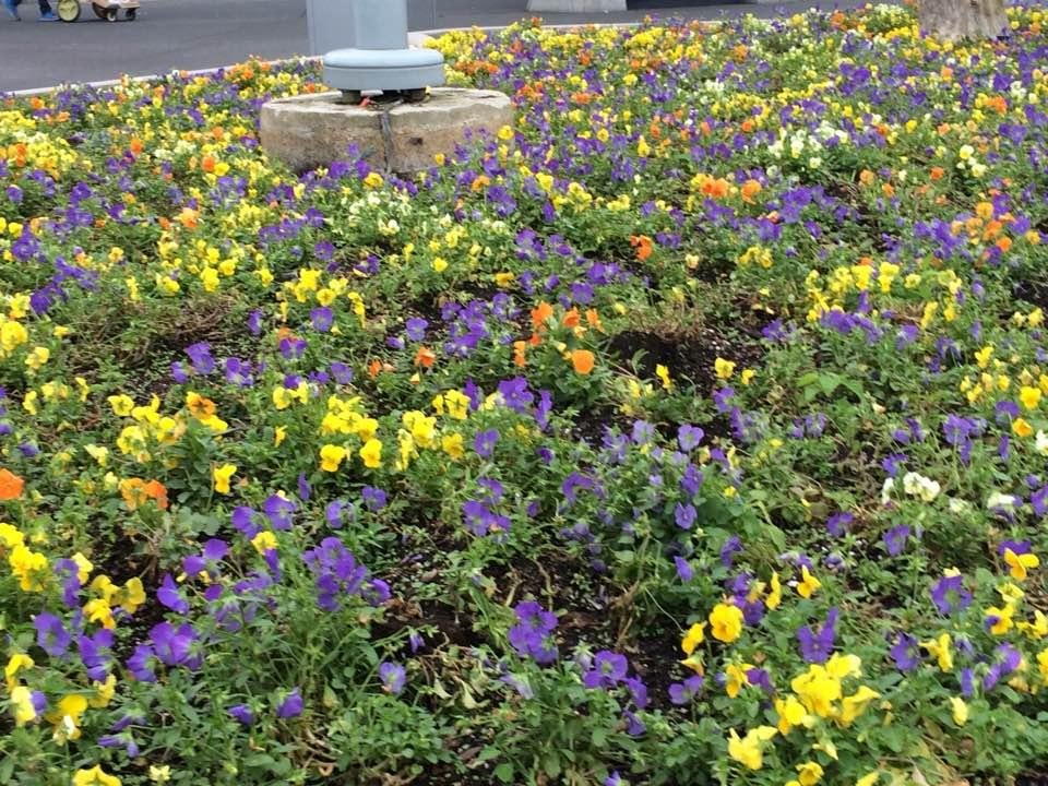 It may be cold but there are still flowers in WDW