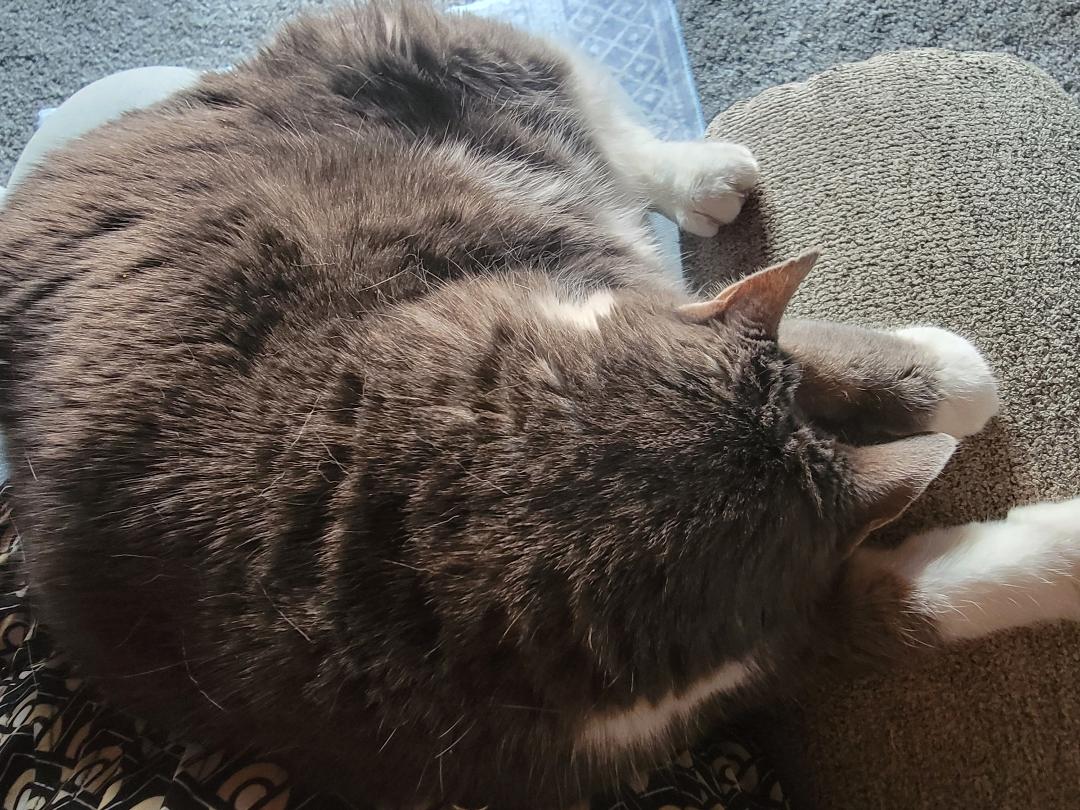 My cat asleep on my lap. She is so cute when she wants on my lap