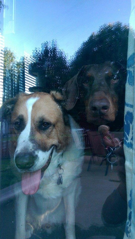 Let us out, we wanna swim!