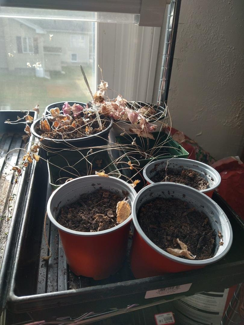 Garden of sadness.