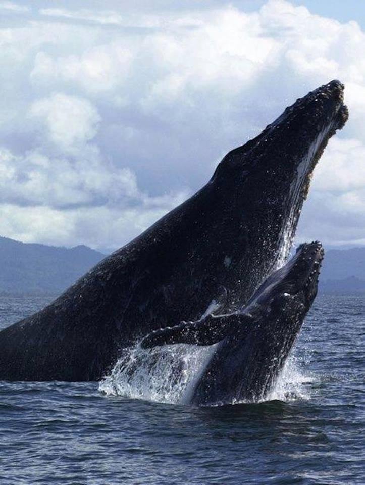 Humpback Wednesday