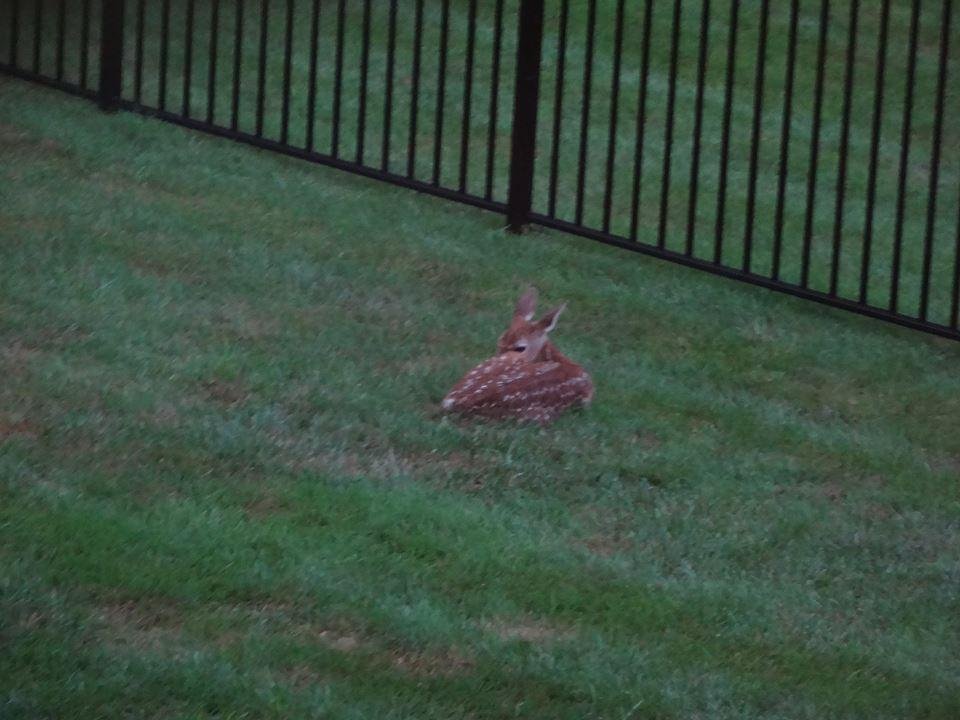 One of the fawns that has taken to laying in our backyard. This was taken this morning while it was raining. Don't know where its sibling is. So cute.