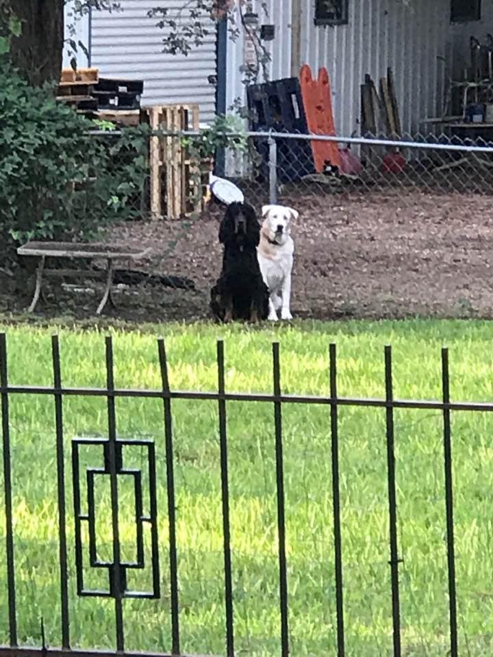 Sierra and Mystery on duty