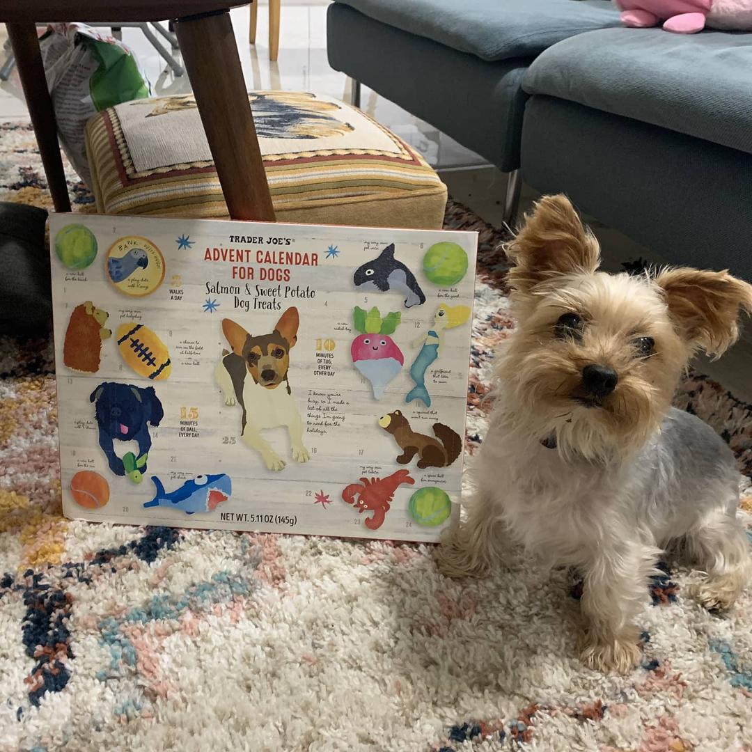 Everyday hudson is a good boy he gets one treat until Christmas #traderjoes