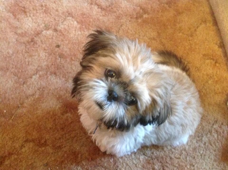 Waiting for his food, just look at those sweet eyes!