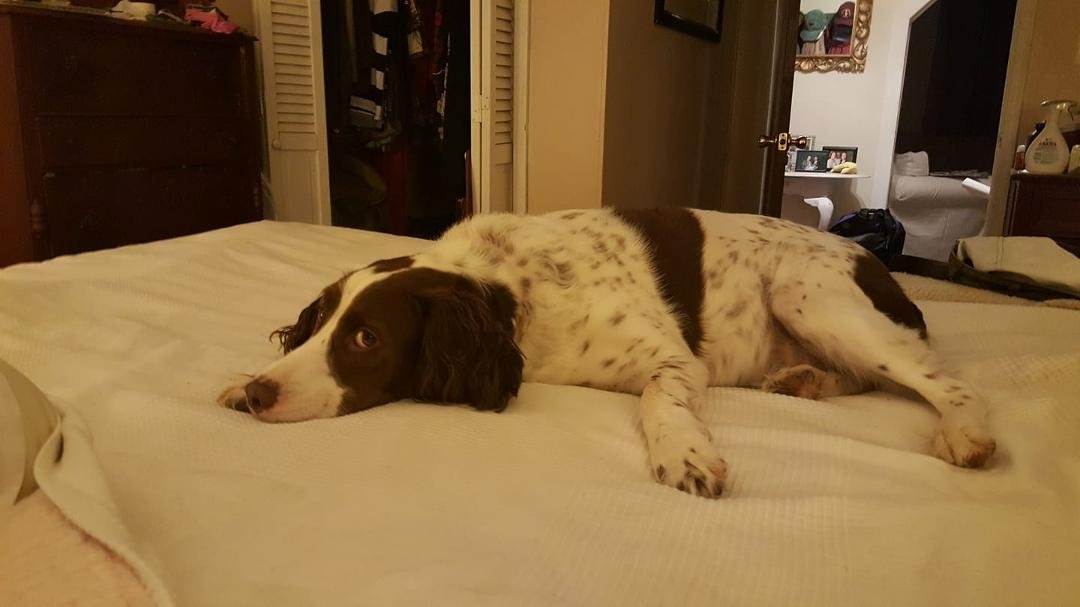 Willy is ready for his nap.