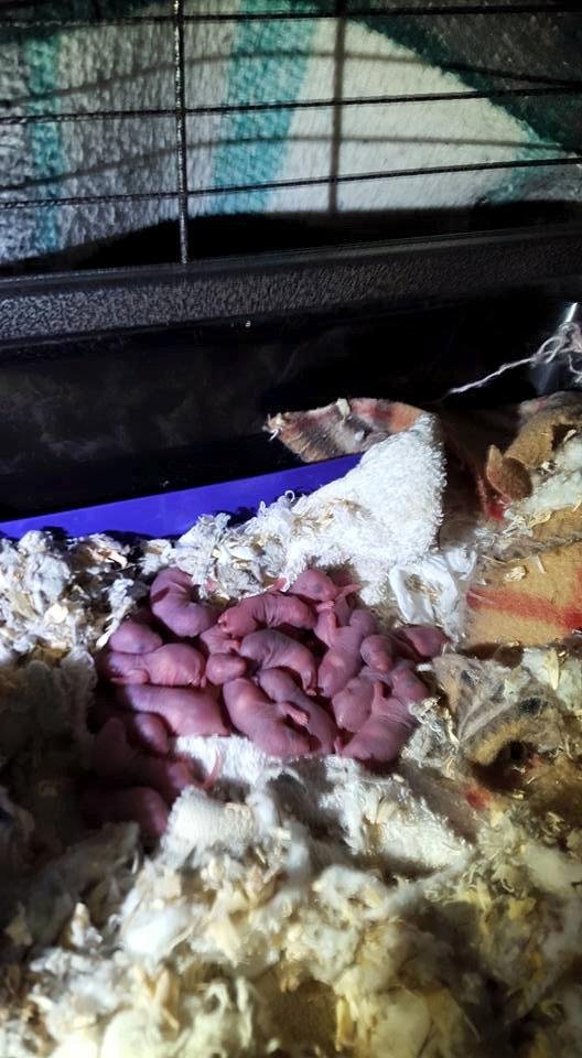 18 new baby rats, so cute.