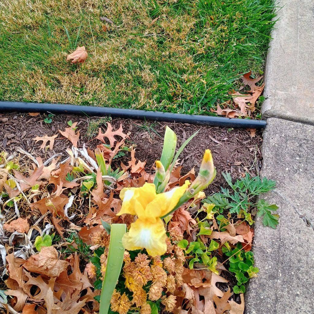 Surprise..Yellow Iris' still blooming !! 😊💕