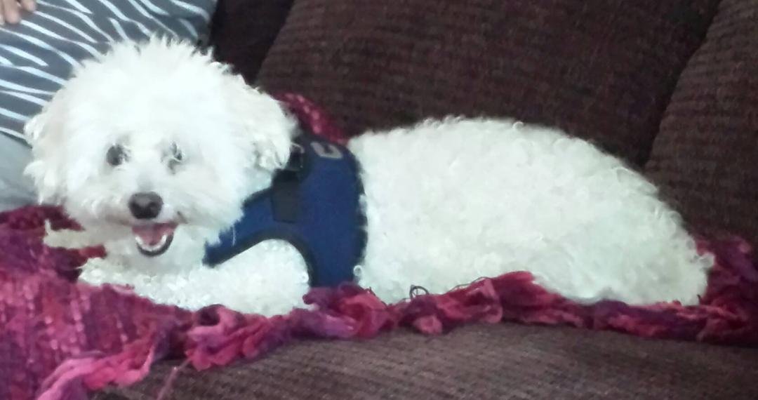 Miss you Spunky you were the best little dog I could have asked for Rip little guy we all miss you
