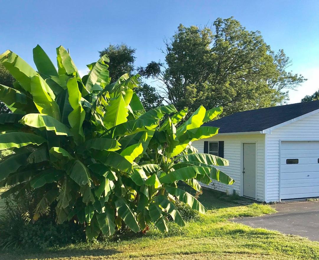 Banana Tree Take Over - Our Back Yard in Cookeville, TN!