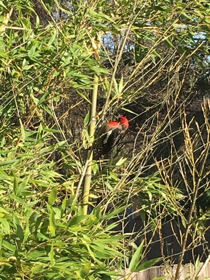 Does anyone know what kind of bird this is? It bumped into the slider then hung out on the neighbor's bamboo for a bit.
