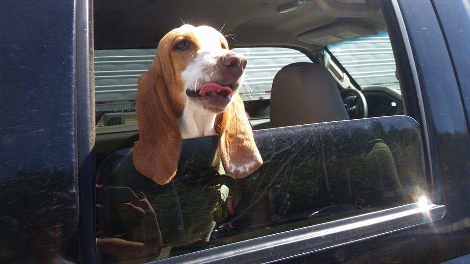 Francés Sinatra, our new Basset hound, 10 months old.
