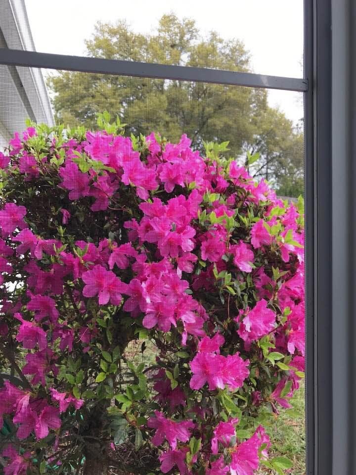 Florida as bad as Wis/Minn in winter—-look out window in morning and can’t see out