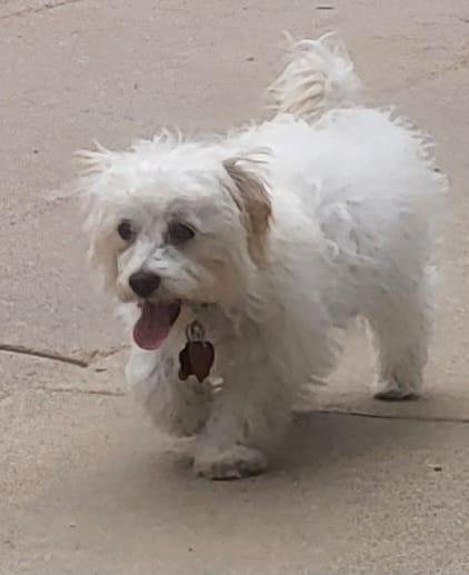 Hastings is learning to come back to me when I call him. The little guys likes to visit nieghbors, cuz like all puppies, he loves attention!! He enjoyed seeing his friends at the photo shoot, but I think he gets carsick eas