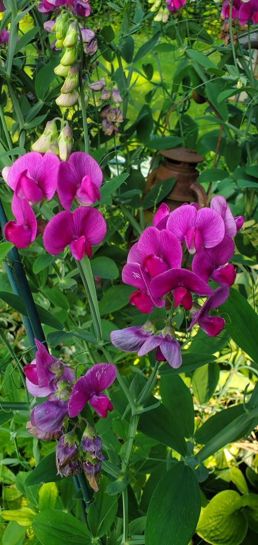 To a very special young lady Sweet Pea