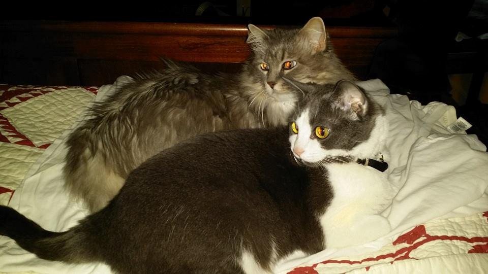 This as close to a "kitty pile as our two cats will get...