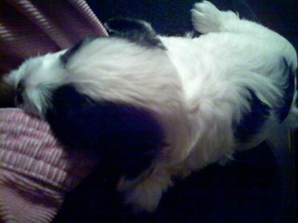 Patches when he was 3wks old