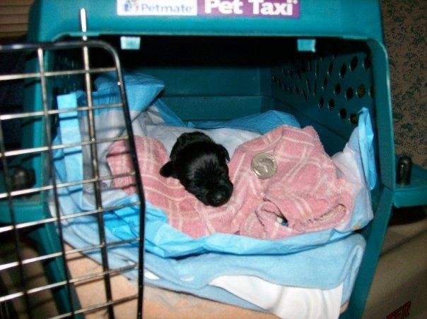 Sherry Schembri's album, My Foster Puppy that I kept (deceased Jan 2009)