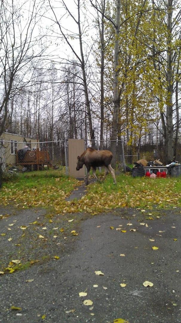 This was in my yard