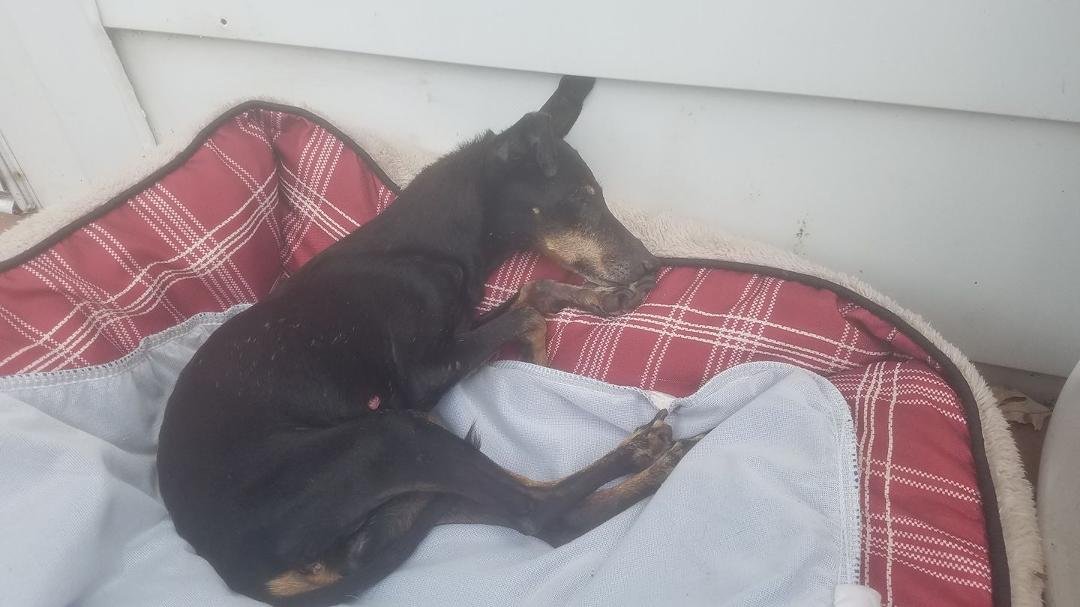 When Passions was 6 1/2 she came to be our little Duchess and we loved her for 11 years. Today at 17 1/2 we had to let her go. We will miss her, but know she can run now with Benson, Duke and Mindi over the Rainbow
