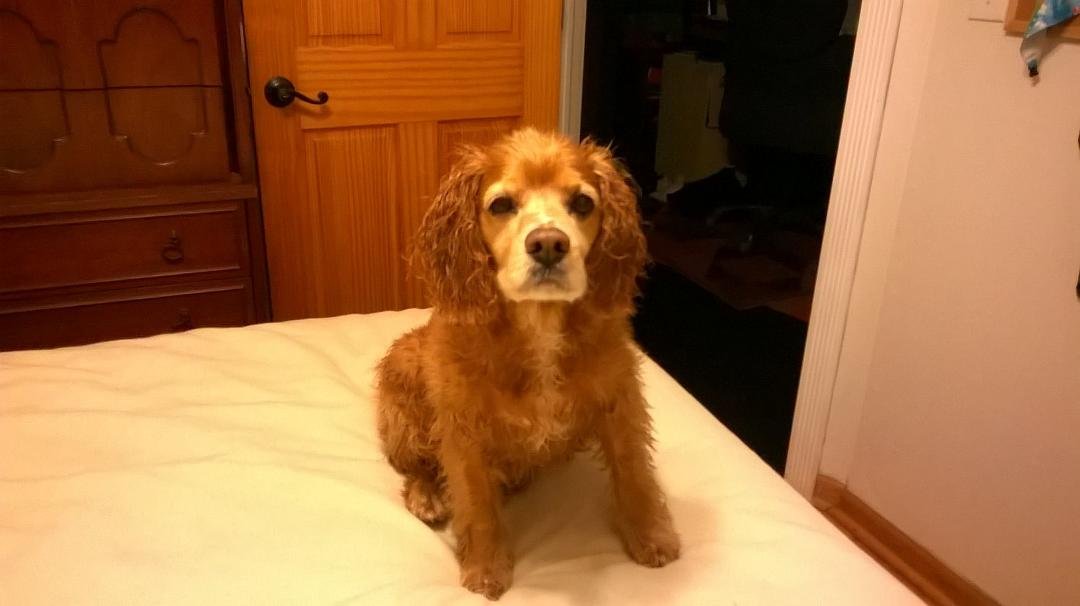 My Buddy just after getting out of the pool.