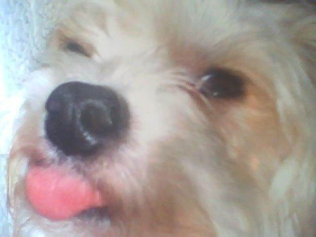 Fw: Tootsie is requesting your help