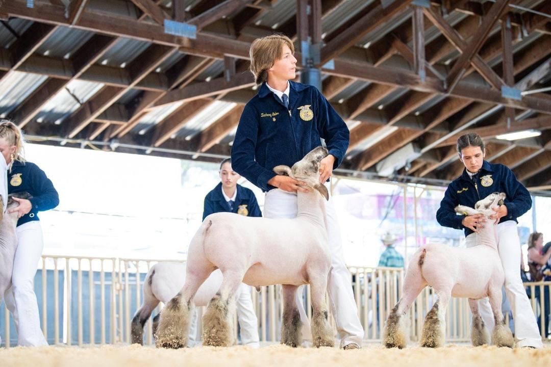 FFA Champion Whiteface Cross
Palace x Huck
Exhibited by Zachary Gelos, Paso Robles FFA