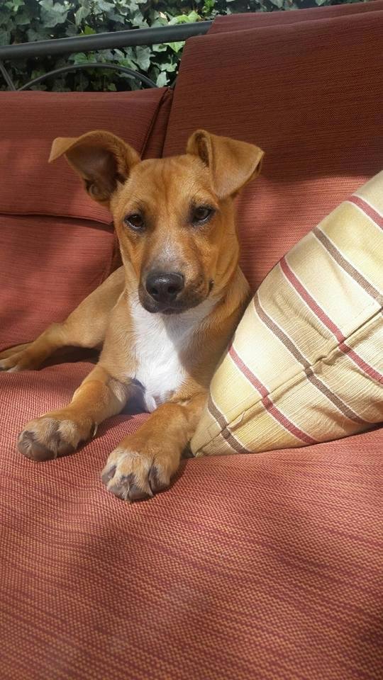 Our new puppy "Beau"