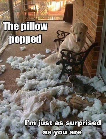Steve Armstrong's album, Timeline Photos
