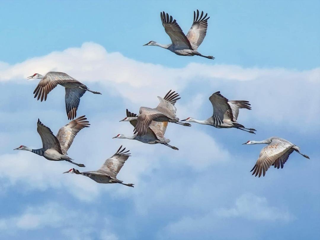 I just saw a flock of sandhill cranes flying southward over my house in Indiana. It’s really the sound that announces them, which hits my citified ear as premordial. I take it as redemptive, a gift of the growing light.